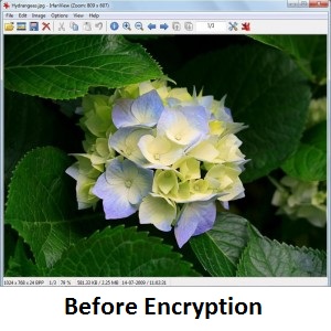 jpg_file_before_encryption-300x260